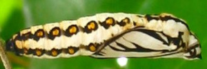 Pupae